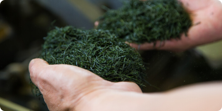 Carefully inspecting Shincha tea leaves after processing