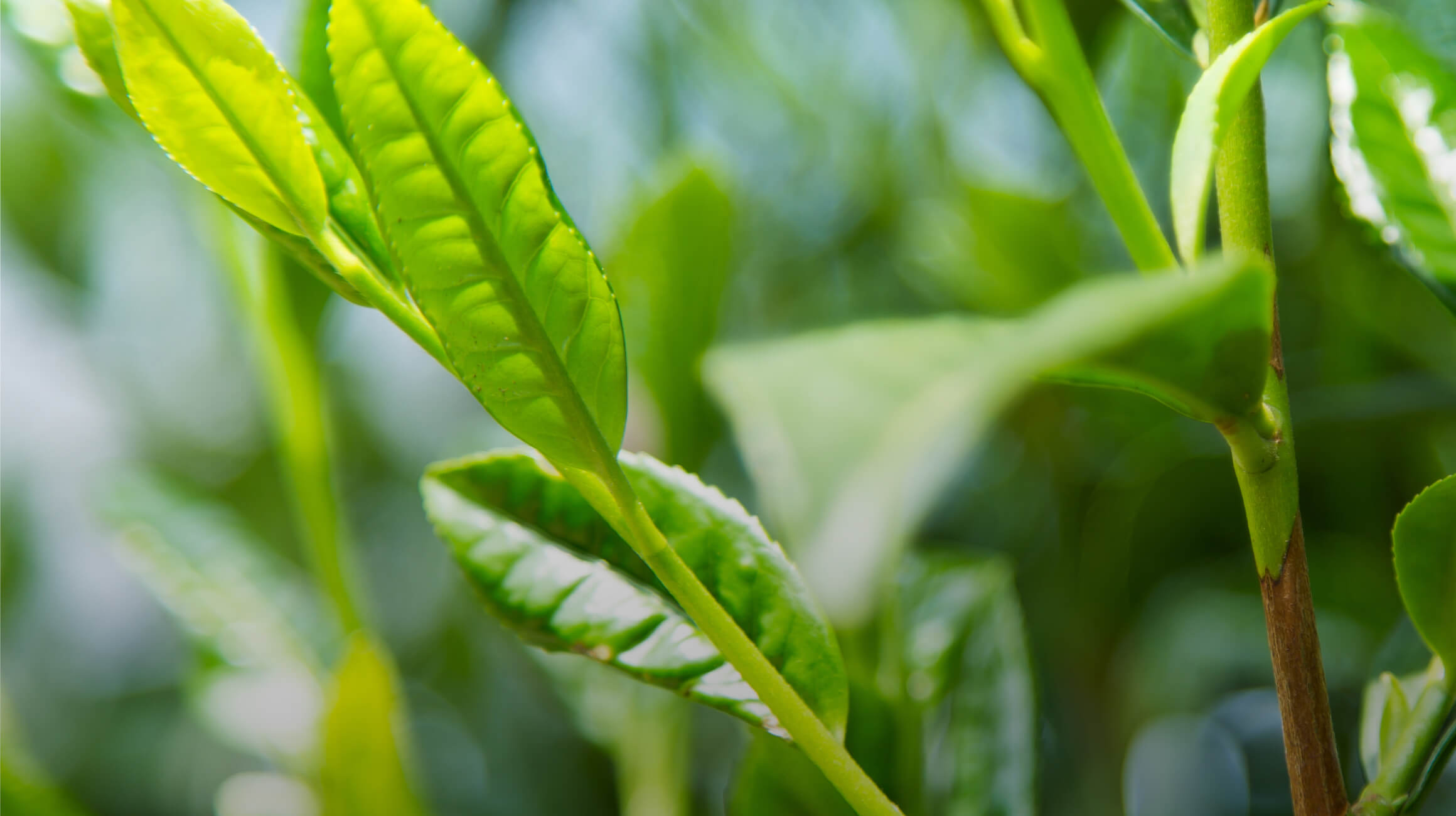 Fresh green tea fields