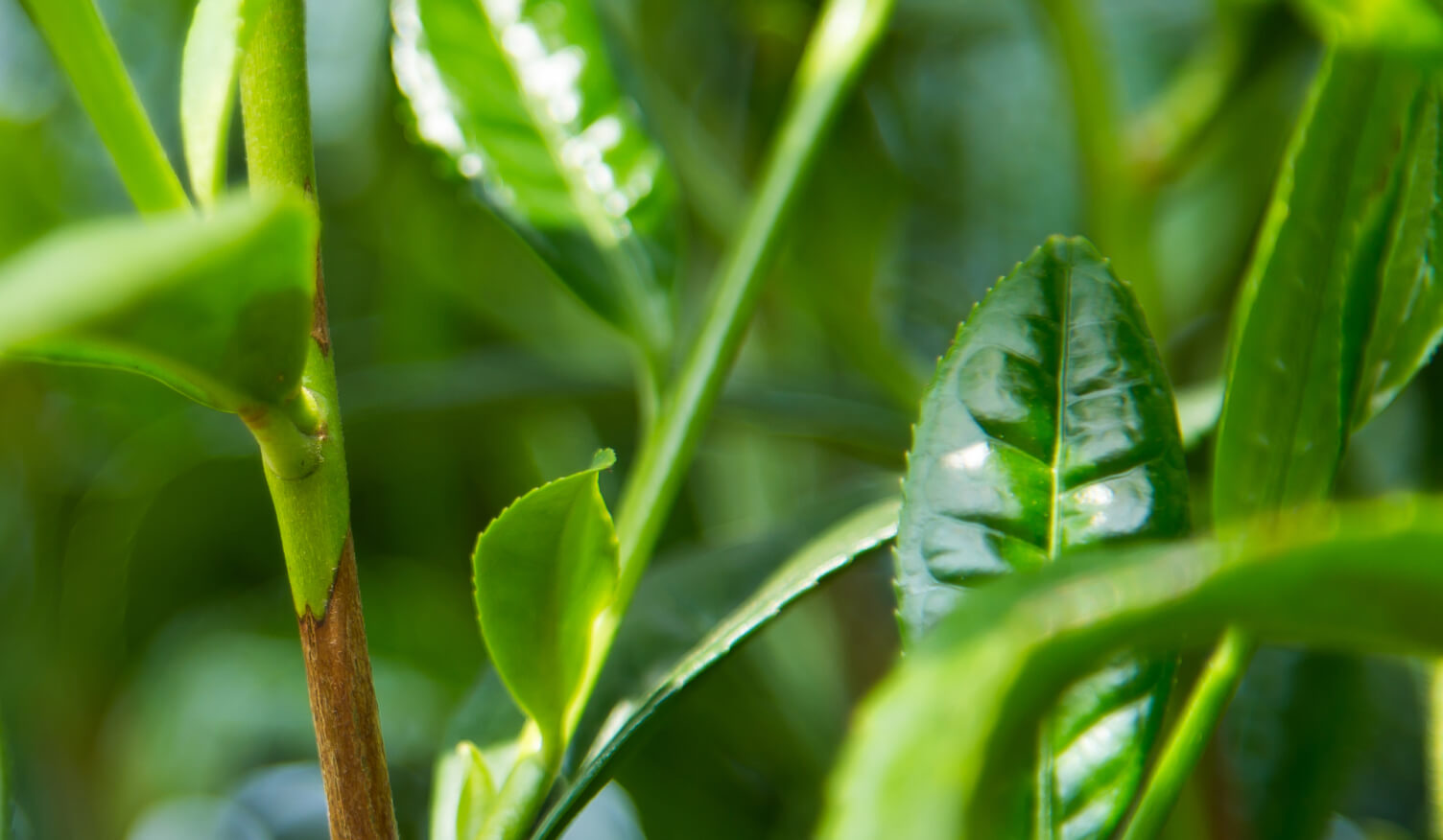 Shincha - Newly harvested sencha video